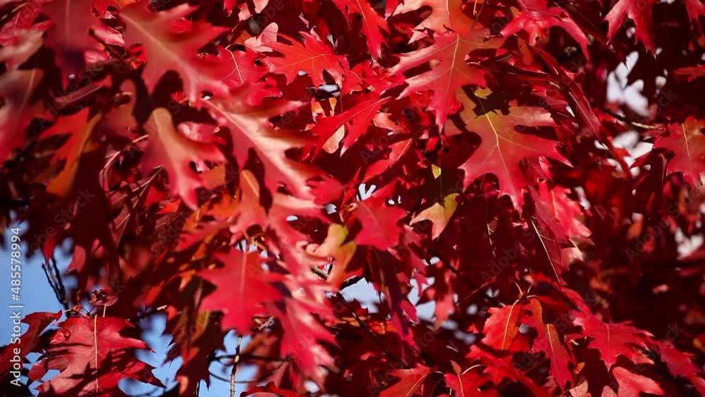 Oak tree leaves in autumn colors at wind Oak tree leaves in autumn colors at wind