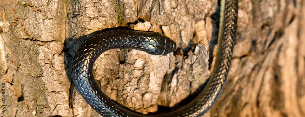 Obraz premium A black poisonous snake on the bark of a tree on a sunny summer day, close-up