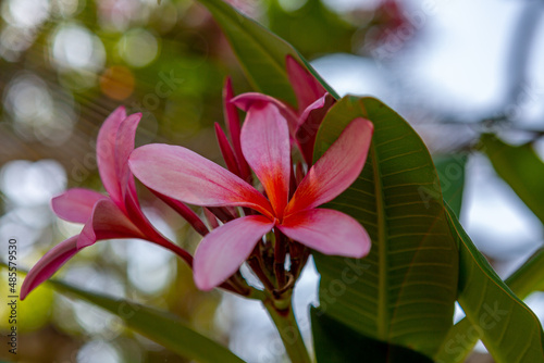 Close-up red flower with green leaves