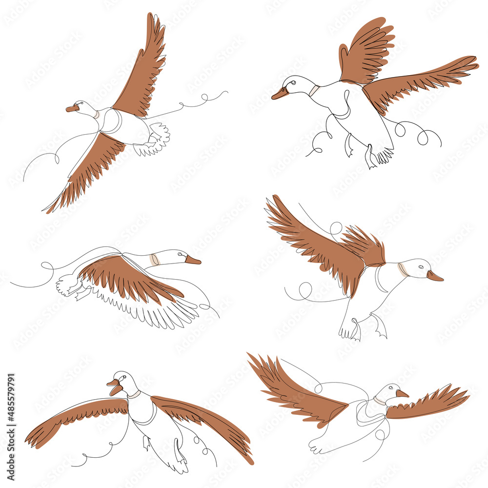 Obraz premium flying ducks one line outline set, ,vector