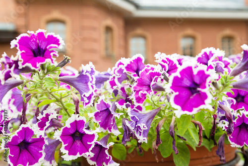 Colorful beautiful petunia blooms in the yard of the house