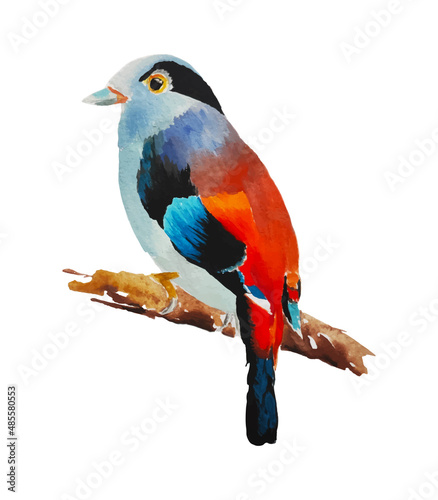 Colorful bird watercolor painting isolated on white vector illustration. 