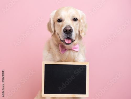 The dog is holding a black sign with room for text. A golden retriever sits on a pink background wearing a bow tie and looking at the camera. Concept advertisement, banner