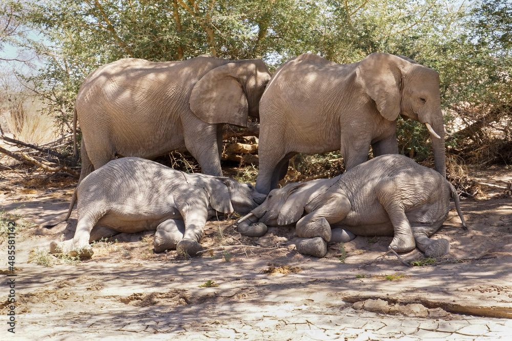 Fototapeta premium Elephant family with two sleeping cubs