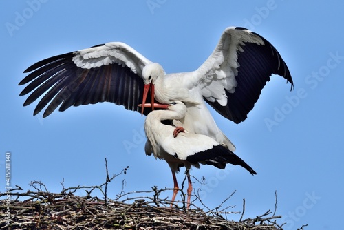 Kopulation der Weißstörche (Ciconia ciconia) auf dem Nest.