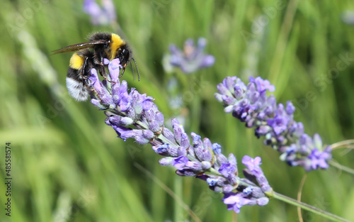 bee on flower