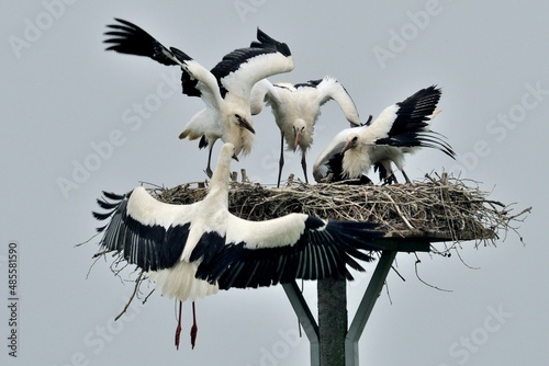 Drei fast erwachsene Jungstörche (Ciconia ciconia) erwarten den mit Futter anfliegenden Altvogel. photo