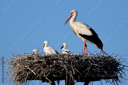 Weißstorch (Ciconia ciconia) auf dem Nest mit drei Jungen.
