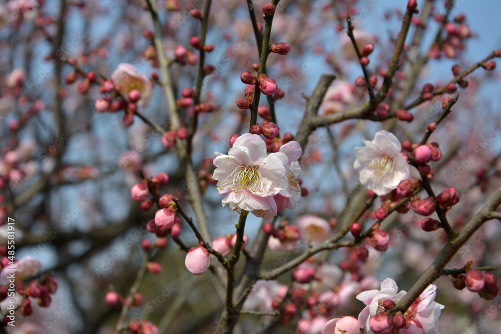 light pink plum blossom in early spring in sunny day light pink plum blossom in early spring in sunny day
