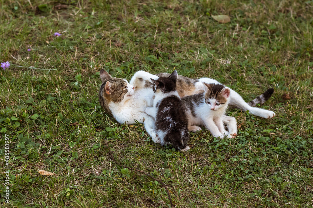 happy family, cat mother feeding her kitty pet babies