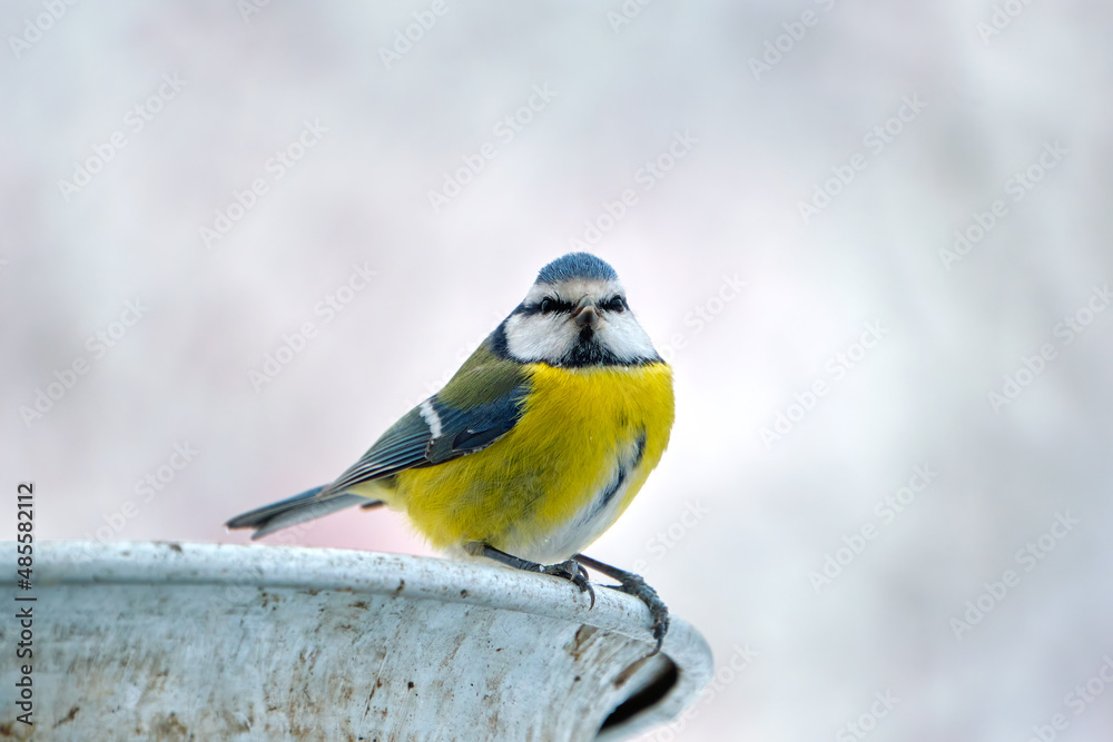 Yellow wild tit bird looking for food on cold winter day Yellow wild tit bird looking for food on cold winter day