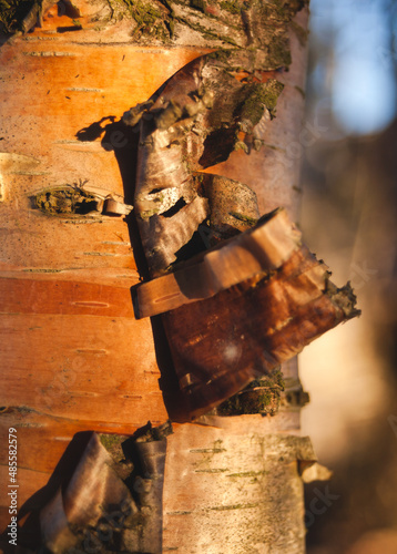 Closeup on yellow birch bark