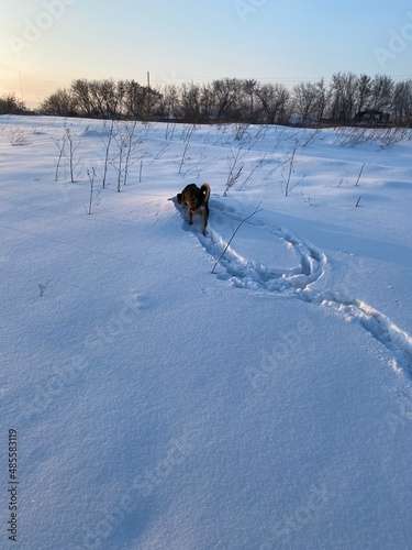 Dogs walk in a snowy field at sunset. Walking dogs in nature.