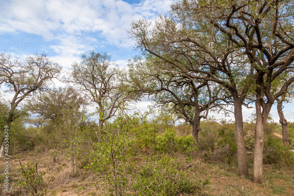 Bushes in South Africa. Safari. Wild nature Bushes in South Africa. Safari. Wild nature