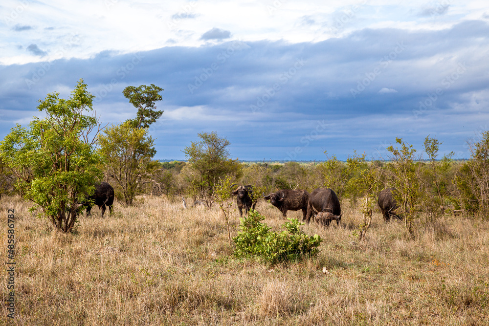Fototapeta premium Buffalos in savanna. South Africa. Wildlife safari 