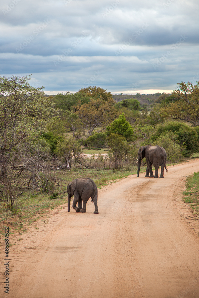 Family of elephants in the wild moving along the road. Kruger National park. South Africa Family of elephants in the wild moving along the road. Kruger National park. South Africa