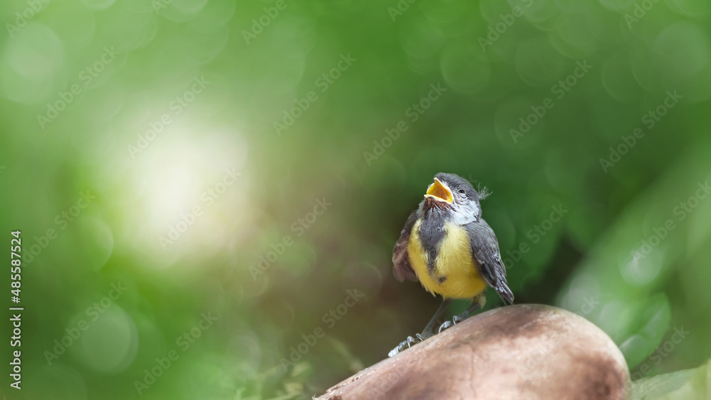 Fototapeta premium A baby bird of a Large Sail has flown out of the nest and is sitting on a stone, on a defocused green background. Selective focus