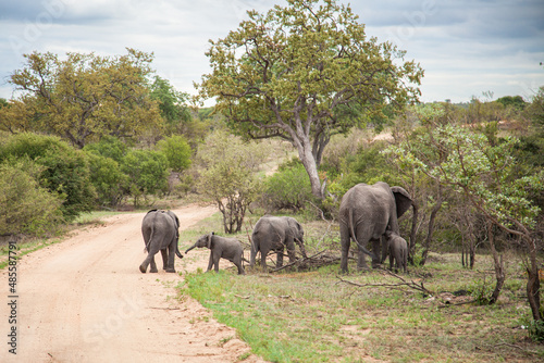 Elephants in the savannah. Family of elephants in wild. Kruger National Park  South Africa. 