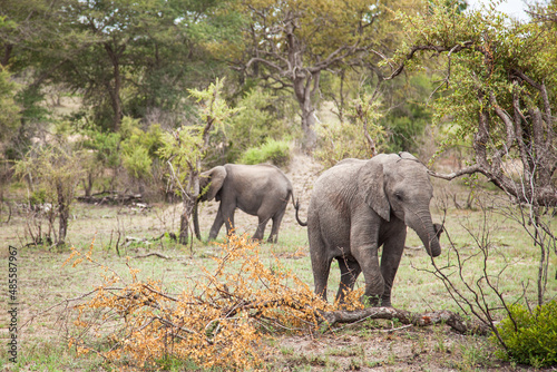 Small elephants in wild nature. Kruger National Park, South Africa