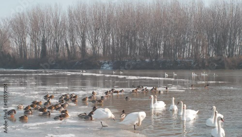 Wallpaper Mural Ducks And Swans On A Frozen Lake 4k Torontodigital.ca