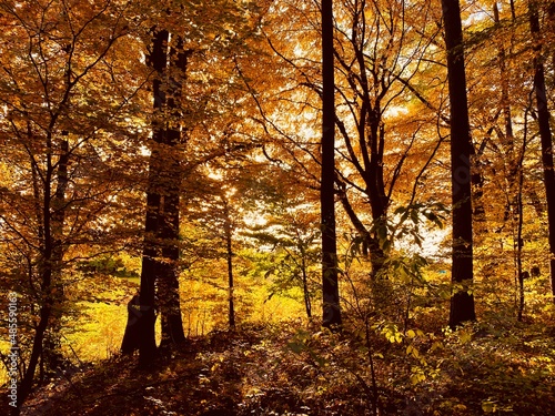 Goldener Herbst in bayrischem Laubwald
