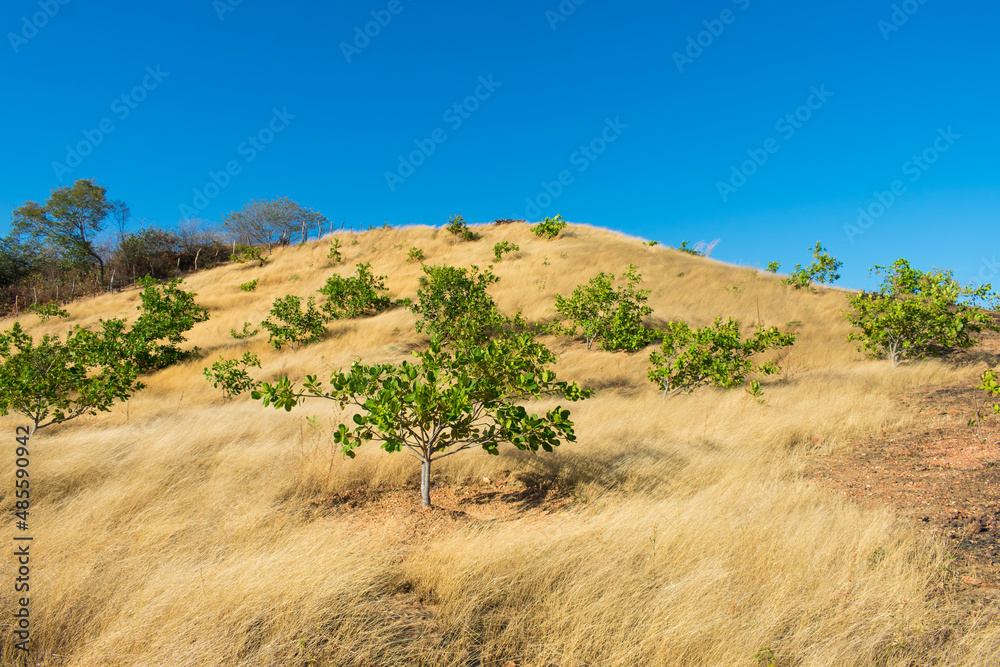 Young Cashew trees on a hilly meadow in Oeiras, Piaui state (Northeast Brazil)