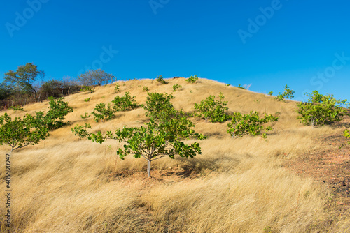 Young Cashew trees on a hilly meadow in Oeiras, Piaui state (Northeast Brazil)
