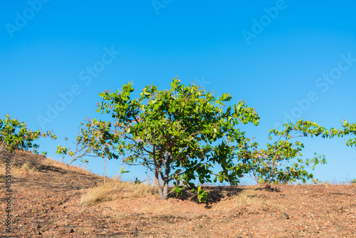 Young Cashew tree on a hill in Oeiras, Piaui state (Northeast Brazil)