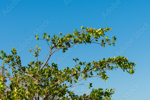 Close up of Cashew tree branches with one ripe cashew in Oeiras, Piaui state (Northeast Brazil)