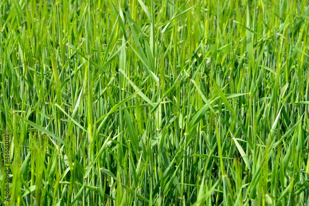 Obraz premium green grass background