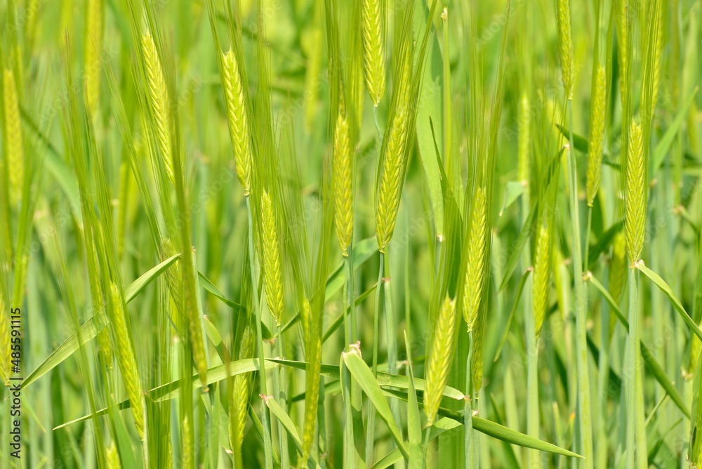 Naklejka premium green grass background