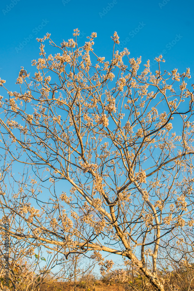 Pau moco (Luetzelburgia auriculata), native tree from the Caatinga biome that blooms in the dry season (Oeiras, Brazil)