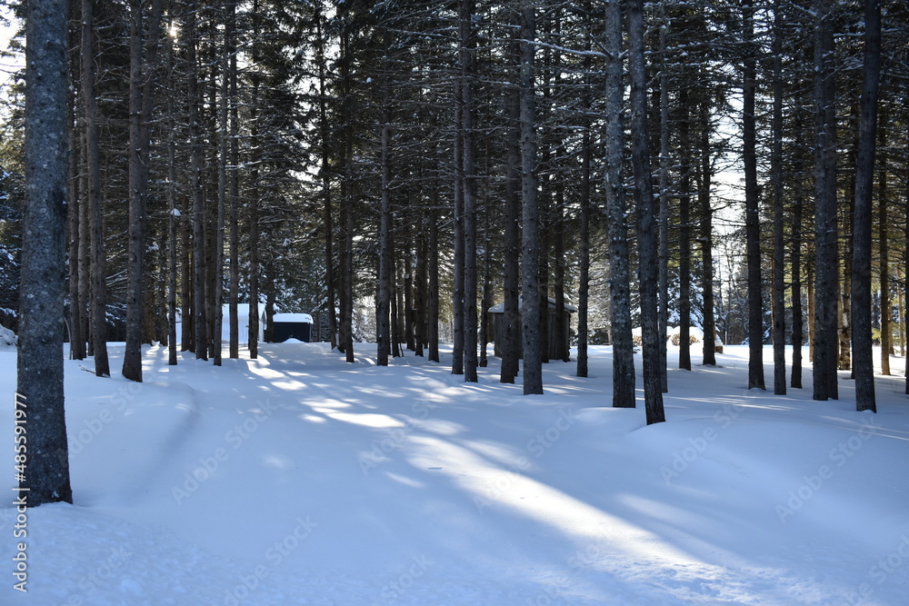 A softwood forest in winter, Québec, Canada