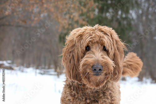 Winter portrait of cheerful brown golden doodle dog with tail raised.