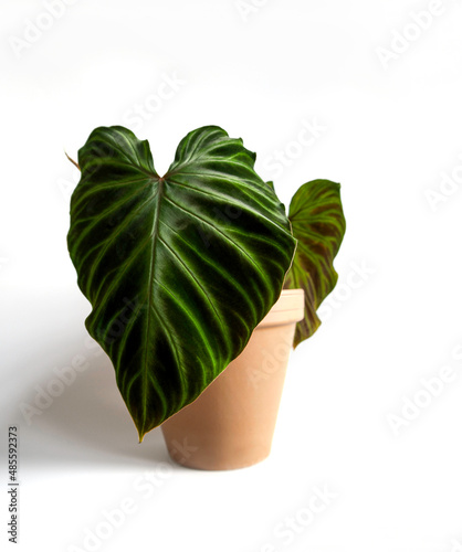 Exotic houseplant Philodendron Verrucosum in a terracotta pot. Close up of dark green velvet leaves and bright green veins contrasted with hairy red stems. Isolated on a white background, text space. photo