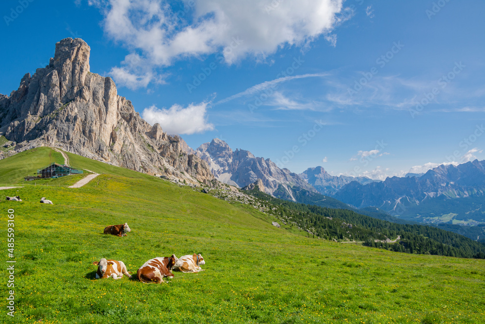 Beautiful mountain view, resting cows and green alpine meadows, Giau Pass, Dolomites, Italy