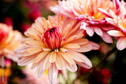 Macro photo of a beautiful autumn flower. A beautiful powdery chrysanthemum, taken from a close distance, you can see the petals and all the details. Selective focusing for better effect