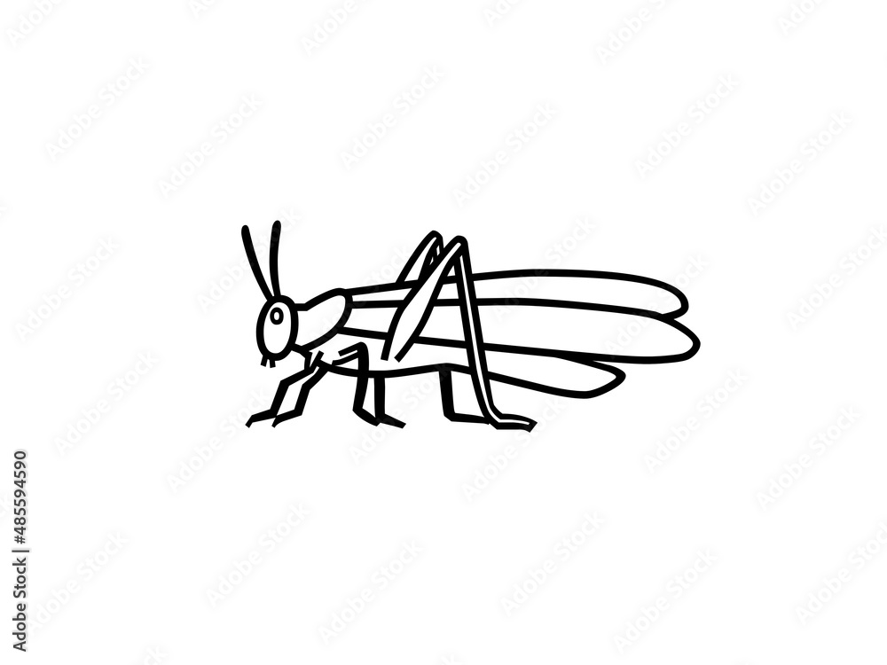 Locust insect shape, sketch, outline or drawing isolated on white background. 