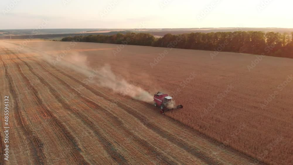 Aerial view 4k combine harvester agriculture machine harvesting golden ripe wheat field. Agricultural harvesting works. The harvester moves in field and mows ripe wheat in the sunset. Aerial view 4k combine harvester agriculture machine harvesting golden ripe wheat field. Agricultural harvesting works. The harvester moves in field and mows ripe wheat in the sunset.