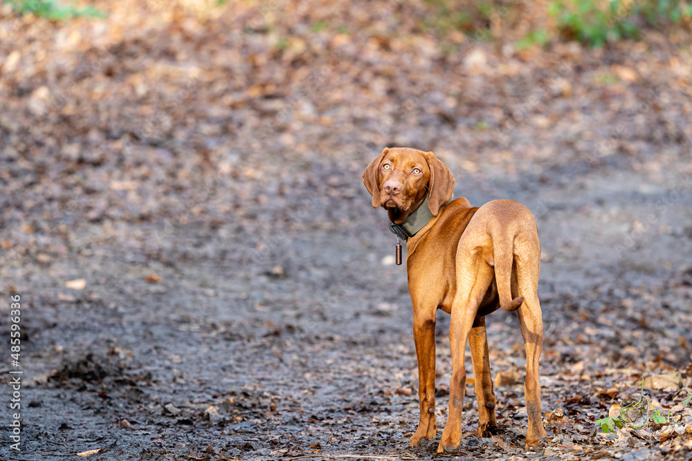 Mit unserem HUnd im Wald unterwegs! Mit unserem HUnd im Wald unterwegs!