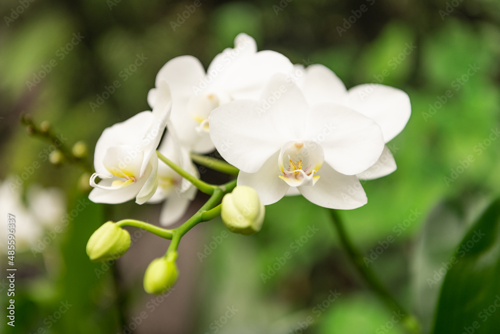 white flowers of blooming orchid in spring white flowers of blooming orchid in spring