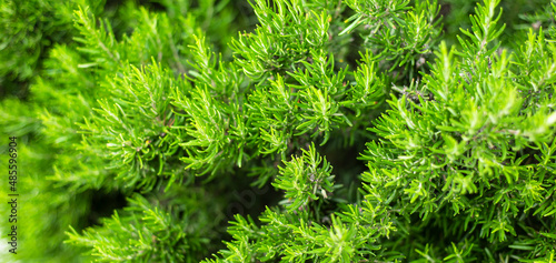 Rosemary green background. Spicy plants in drinks and food. Alternative medicine. cosmetic themes. Health and wellness. Aromatherapy.