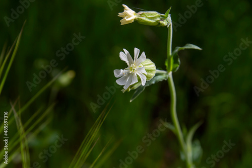 Silene dichotoma white flowers