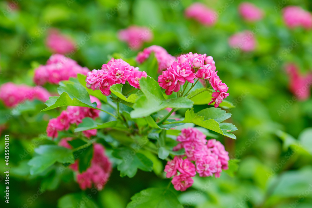 Pink little flowers of roses in the garden. Delicate flowers of pink roses on a blurred background. Shallow depth of field Pink little flowers of roses in the garden. Delicate flowers of pink roses on a blurred background. Shallow depth of field