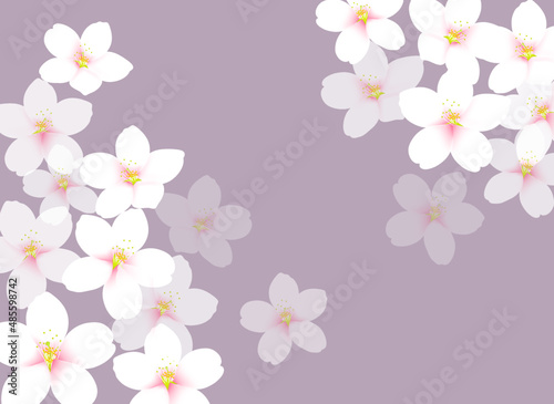 和風な桜のイラスト
