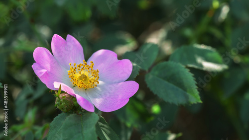 Rosa canina flower in garden photo