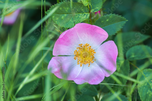 Rosa canina flower in garden photo