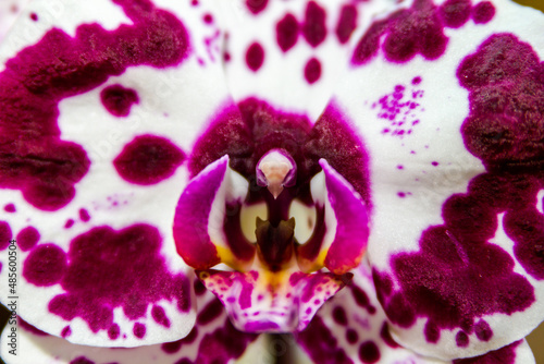 orchid