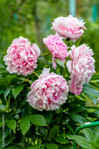 Obraz na plátne Paeonia lactiflora Sarah Bernhardt flowers in the summer garden