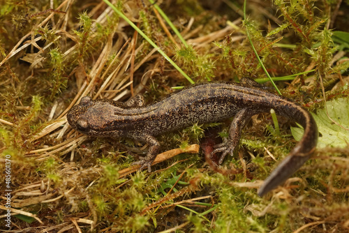 Εκτύπωση καμβά Closeup on a brassy colored juvenile o the Hokkaido salamander, Hynobius retarda